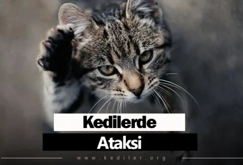Kedilerde Ataksi Tedavisi 2025