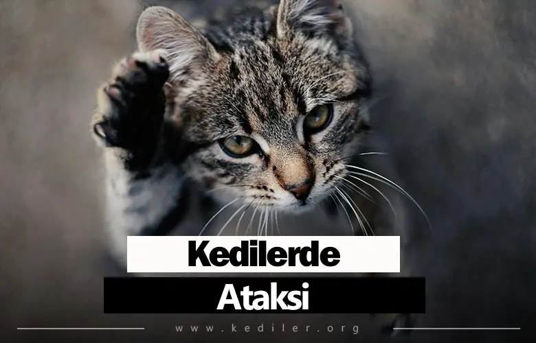 Kedilerde Ataksi Tedavisi 2025