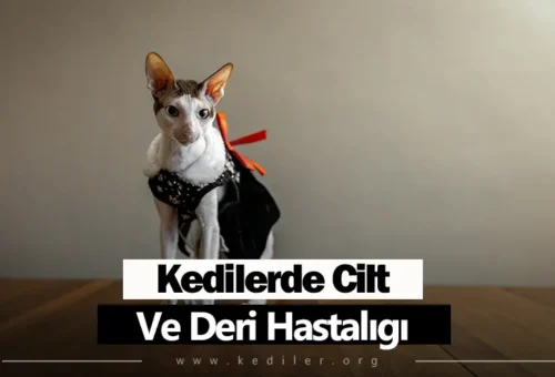 Kedilerde Cilt Ve Deri Hastalıkları 2025