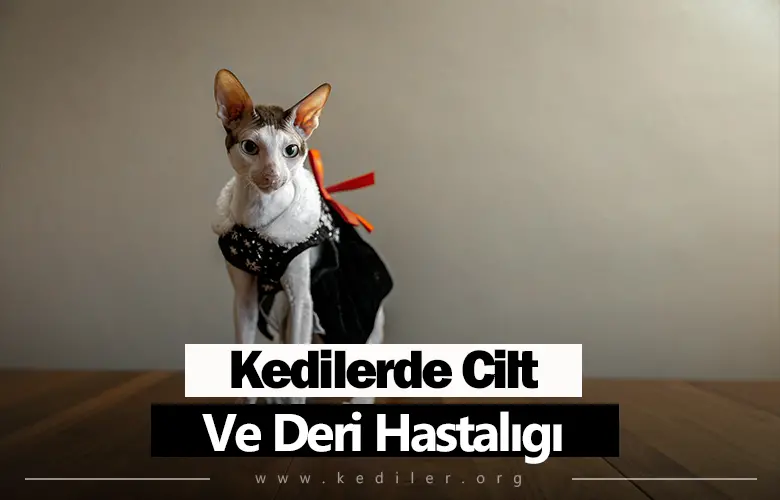 Kedilerde Cilt Ve Deri Hastalıkları 2025