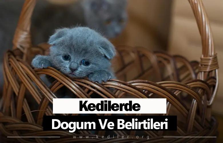 Kedilerde Doğum Ve Belirtileri 2025