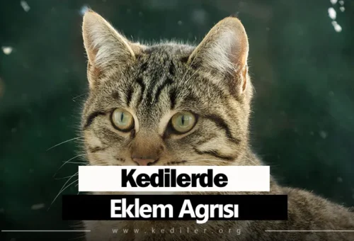 Kedilerde Eklem Ağrısı Belirtileri 2025