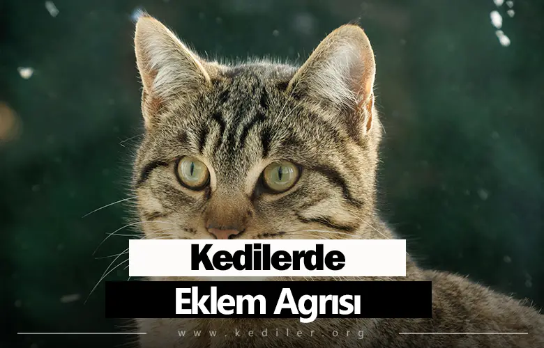 Kedilerde Eklem Ağrısı Belirtileri 2025