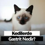 Kedilerde Gastrit Nedir? 2025