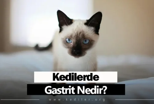 Kedilerde Gastrit Nedir? 2025