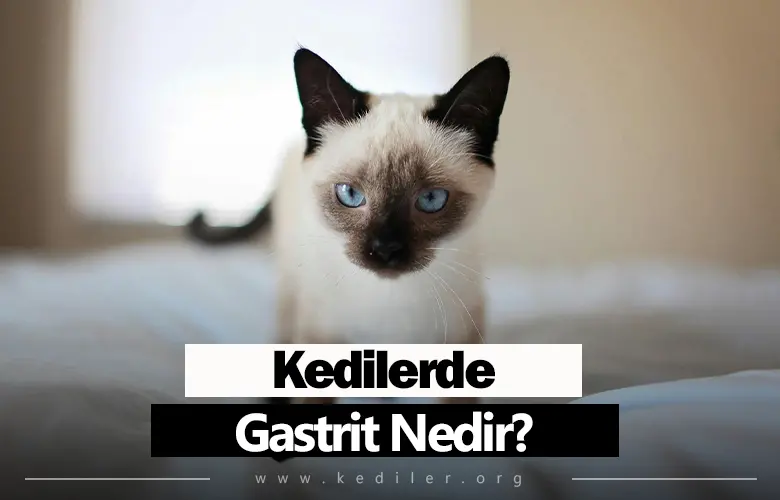 Kedilerde Gastrit Nedir? 2025
