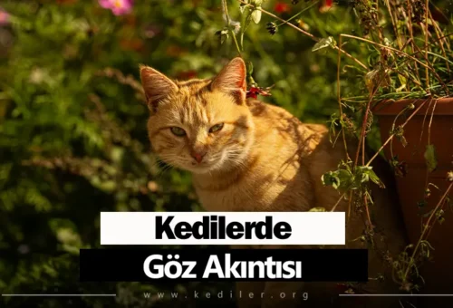 Kedilerde Göz Akıntısı Tedavisi 2025