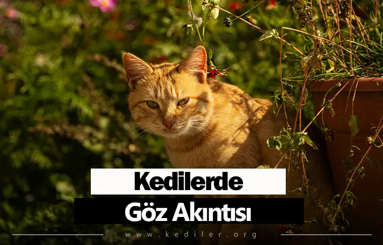 Kedilerde Göz Akıntısı Tedavisi 2025