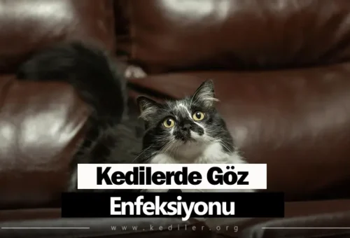 Kedilerde Göz Enfeksiyonu 2025
