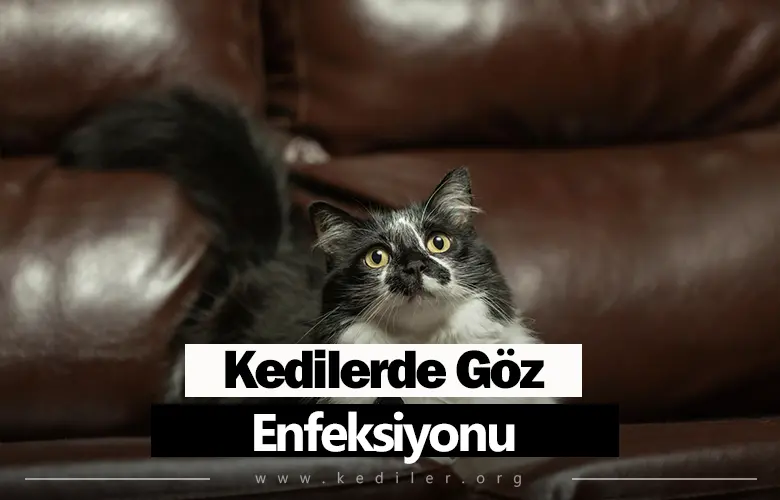 Kedilerde Göz Enfeksiyonu 2025