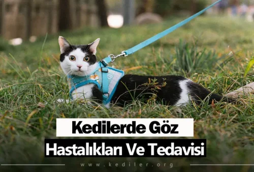 Kedilerde Göz Hastalıkları Ve Tedavisi 2025