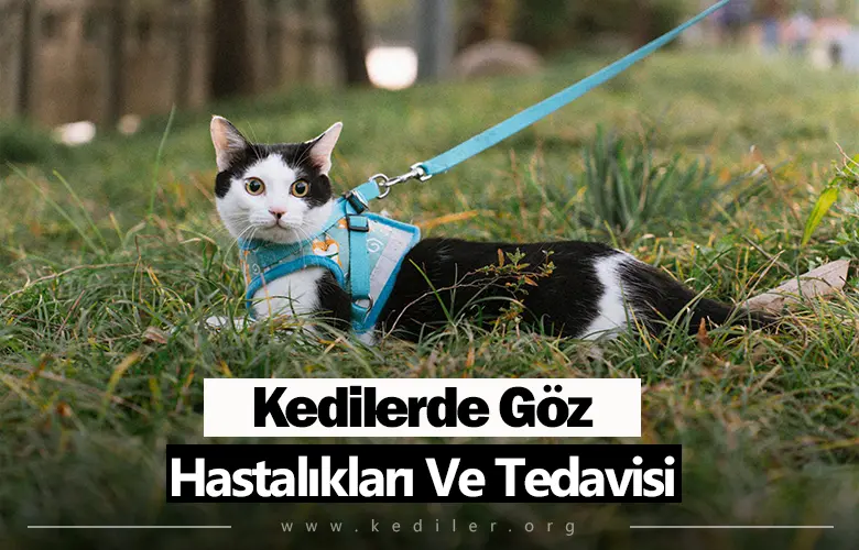 Kedilerde Göz Hastalıkları Ve Tedavisi 2025