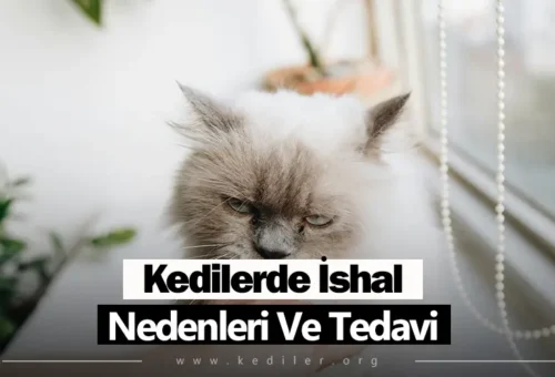 Kedilerde İshal Nedenleri Ve Tedavi 2025