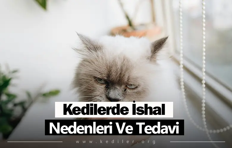 Kedilerde İshal Nedenleri Ve Tedavi 2025