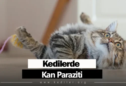 Kedilerde Kan Paraziti Belirtileri 2025