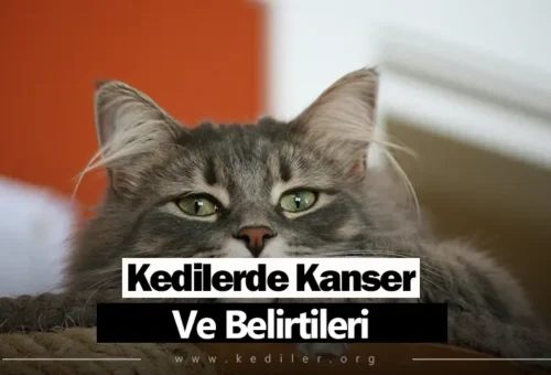 Kedilerde Kanser Ve Belirtileri 2025