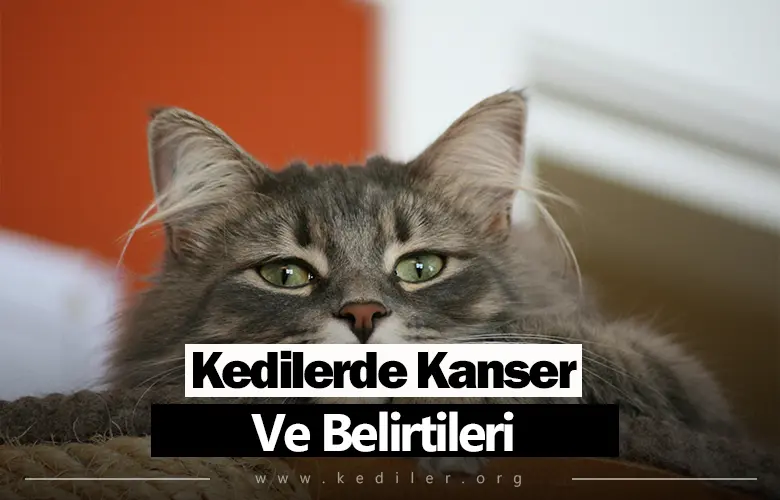 Kedilerde Kanser Ve Belirtileri 2025