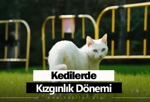 Kedilerde Kızgınlık Dönemi Ne Kadar Sürer 2025