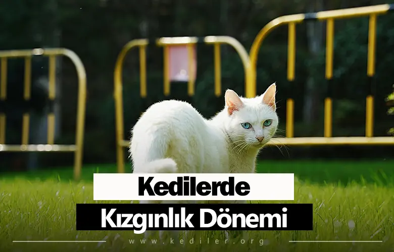 Kedilerde Kızgınlık Dönemi Ne Kadar Sürer 2025