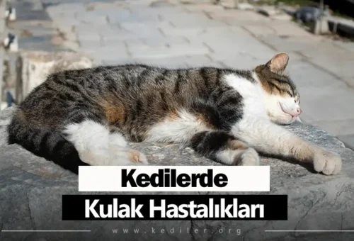 Kedilerde Kulak Hastalıkları Tedavileri 2025