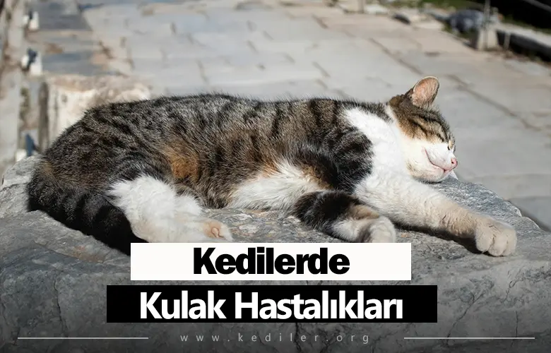 Kedilerde Kulak Hastalıkları Tedavileri 2025