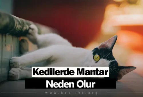 Kedilerde Mantar Neden Olur 2025