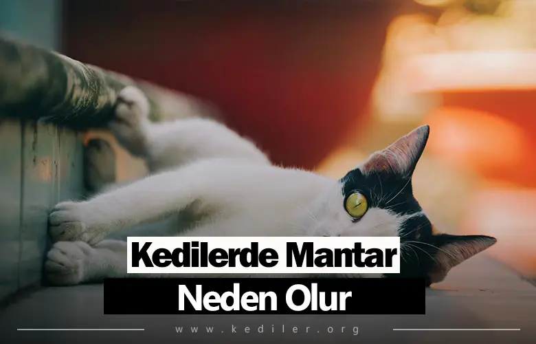 Kedilerde Mantar Neden Olur 2025