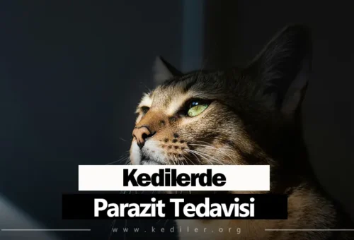 Kedilerde Parazit Tedavisi 2025