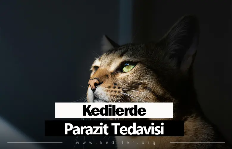 Kedilerde Parazit Tedavisi 2025