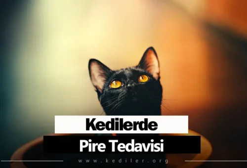 Kedilerde Pire Tedavisi 2025
