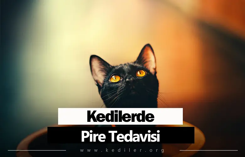Kedilerde Pire Tedavisi 2025