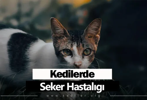 Kedilerde Şeker Hastalığı 2025