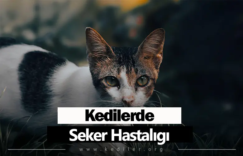 Kedilerde Şeker Hastalığı 2025