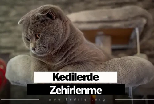 Kedilerde Zehirlenme Belirtileri 2025