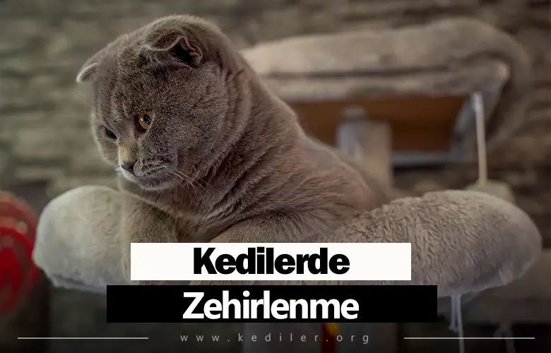 Kedilerde Zehirlenme Belirtileri 2025