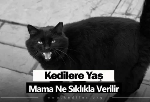Kediye Yaş Mama Ne Sıklıkla Verilir 2025