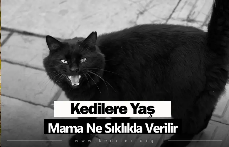 Kediye Yaş Mama Ne Sıklıkla Verilir 2025