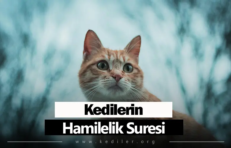 Kedilerin Hamilelik Süresi 2025