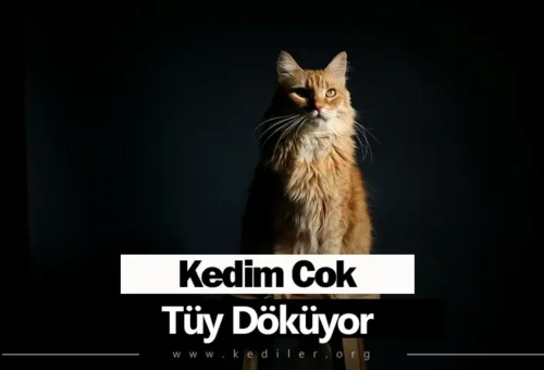 Kedim Çok Tüy Döküyor Ne Yapmalıyım 2025