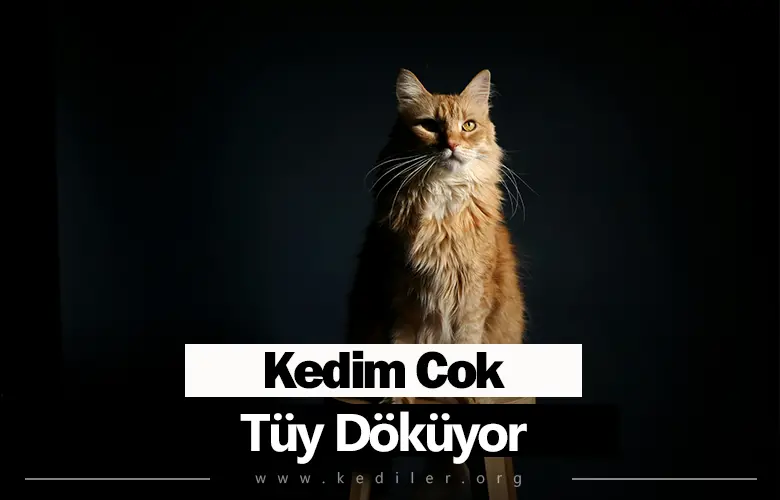 Kedim Çok Tüy Döküyor Ne Yapmalıyım 2025