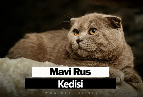 Mavi Rus Kedisi Özellikleri 2025