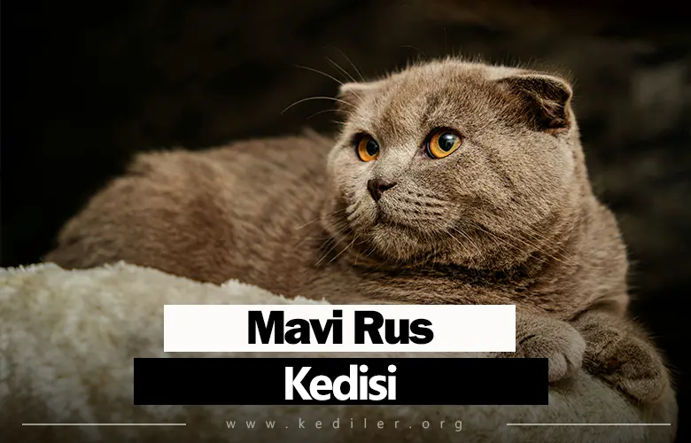 Mavi Rus Kedisi Özellikleri 2025