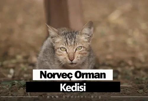 Norveç Orman Kedisi Özellikleri 2025