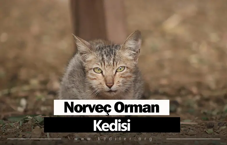 Norveç Orman Kedisi Özellikleri 2025