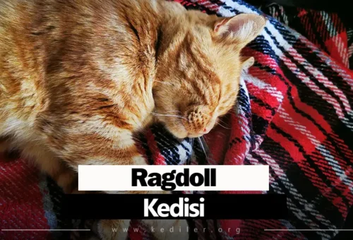 Ragdoll Kedisi Özellikleri 2025
