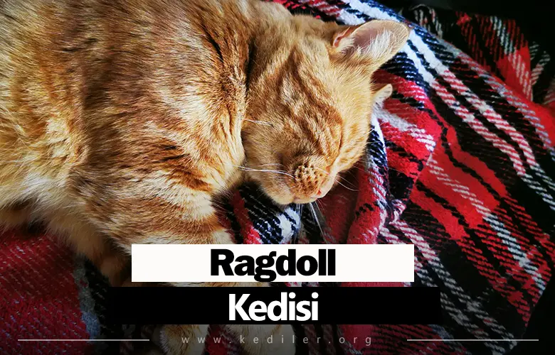 Ragdoll Kedisi Özellikleri 2025