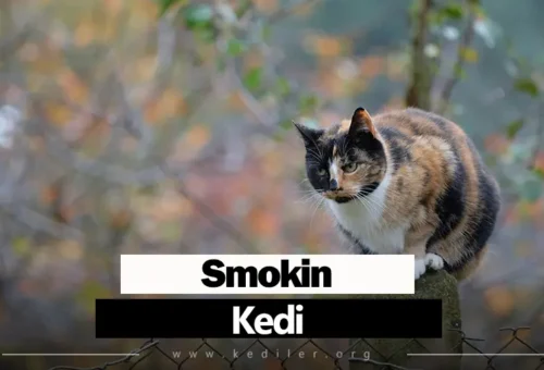 Smokin Kedi Özellikleri 2025