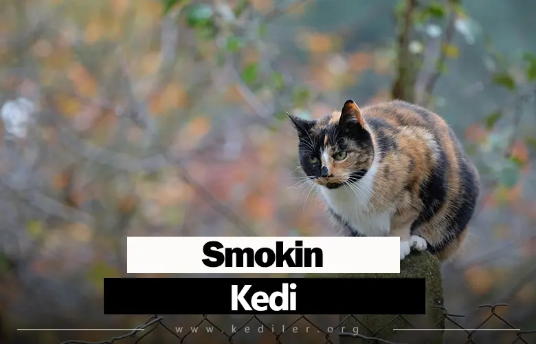 Smokin Kedi Özellikleri 2025