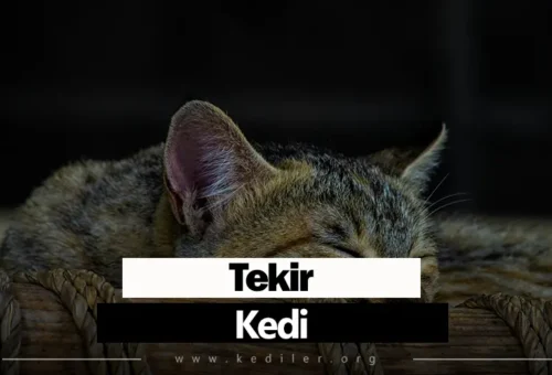 Tekir Kedi Cinsleri, Hastalıkları ve Bakımı