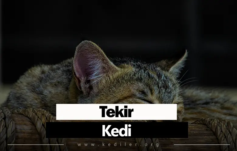Tekir Kedi Cinsleri, Hastalıkları ve Bakımı